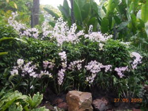 Orchid House, Botanical Gardens, Singapore