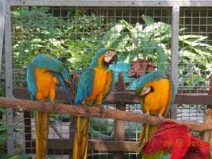 Inside the Bird and Reptile Enclosure, Sentosa Island
